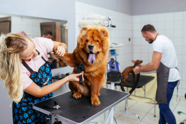 urbanmop Dubai pet Grooming service near me